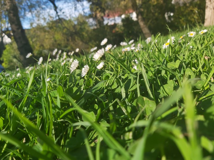 flowers