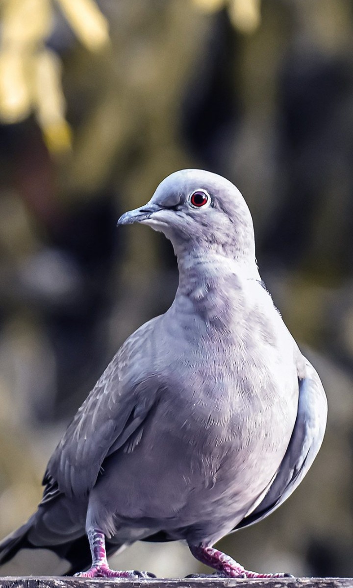 a bird
