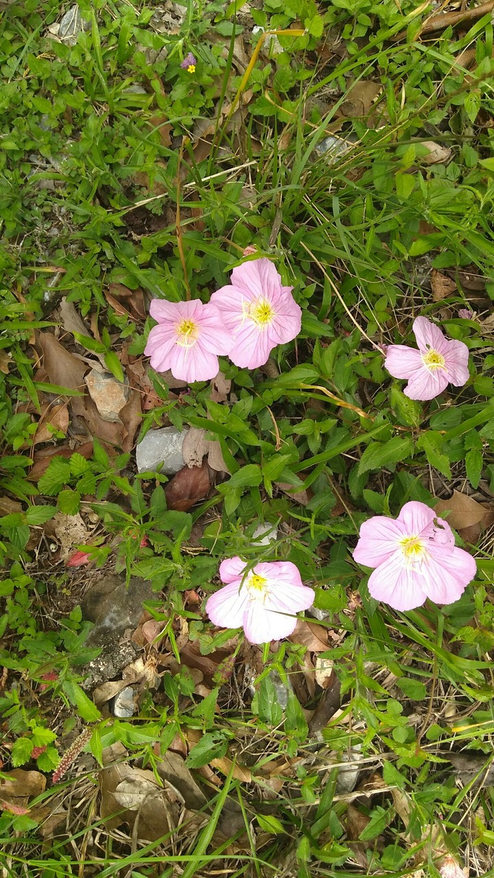 Rosita