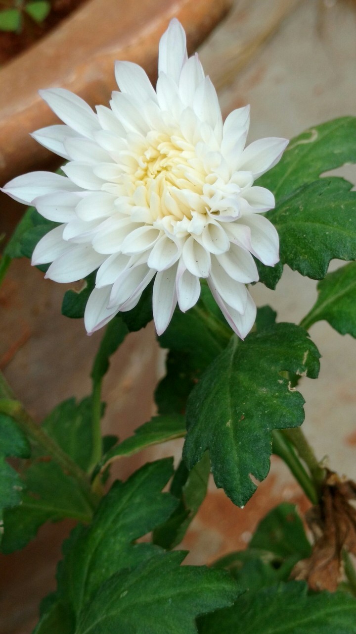 white shamanthge