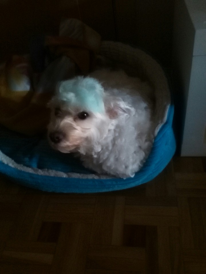 Bady el perrete