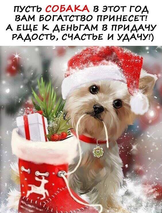 хочу собаку !