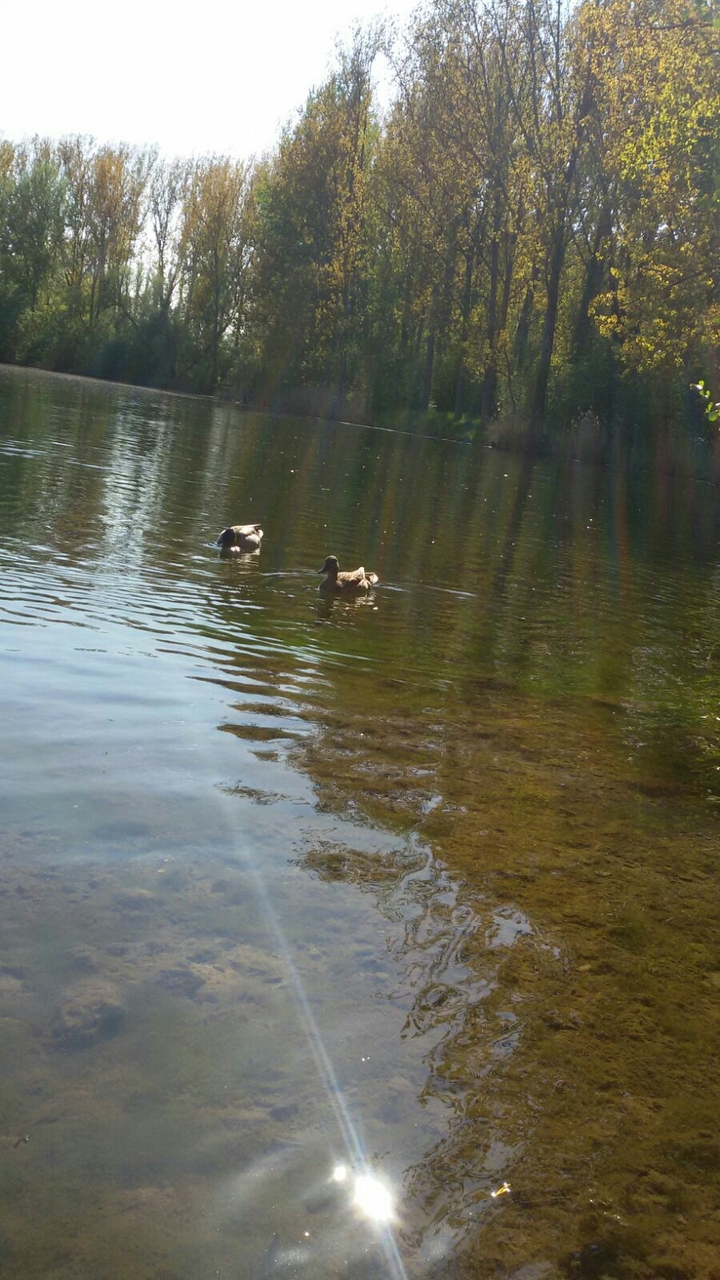 #duck#lake#sunset