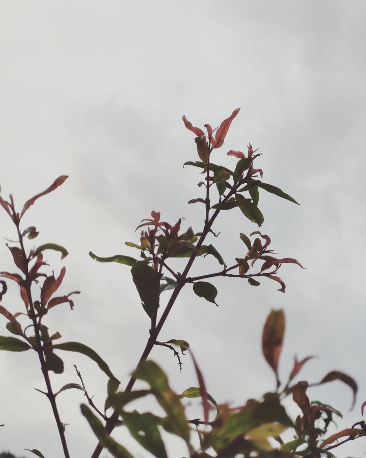 Pomegranate tree