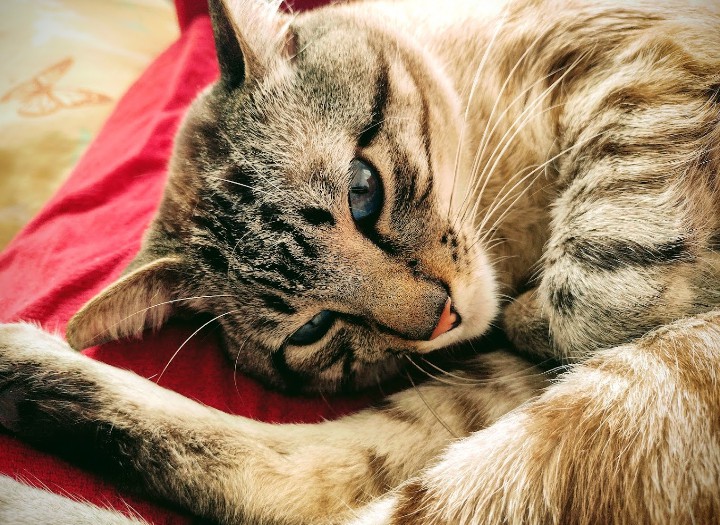 Beautiful Cat