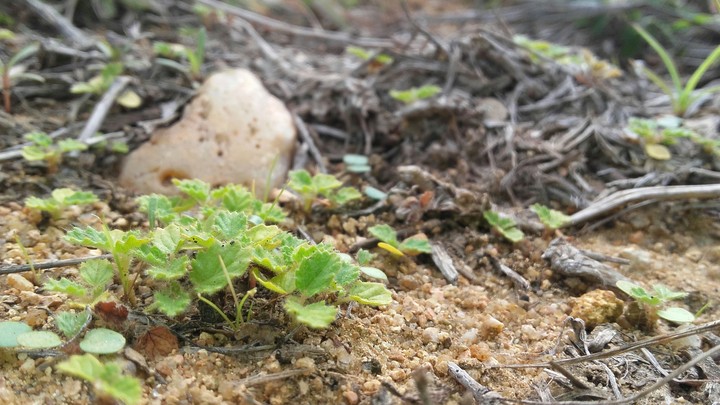 Little plant