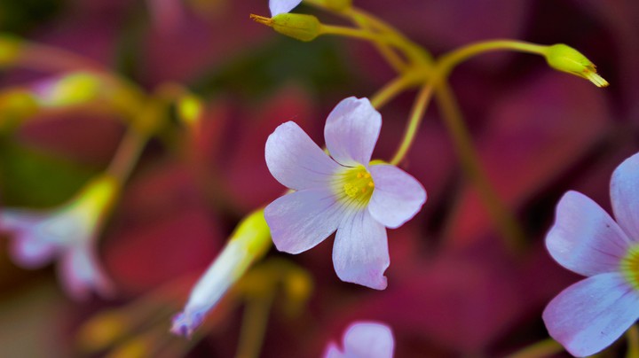 the white flowers