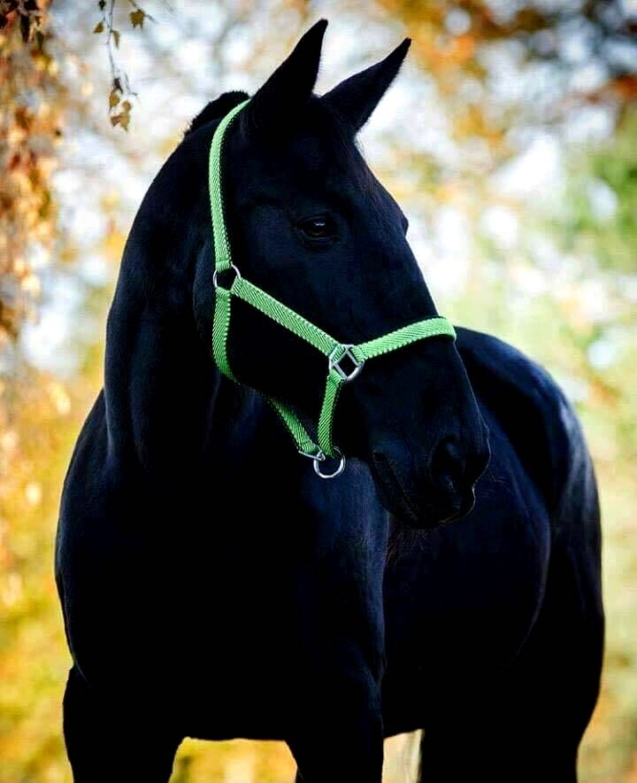 great and excellent horse