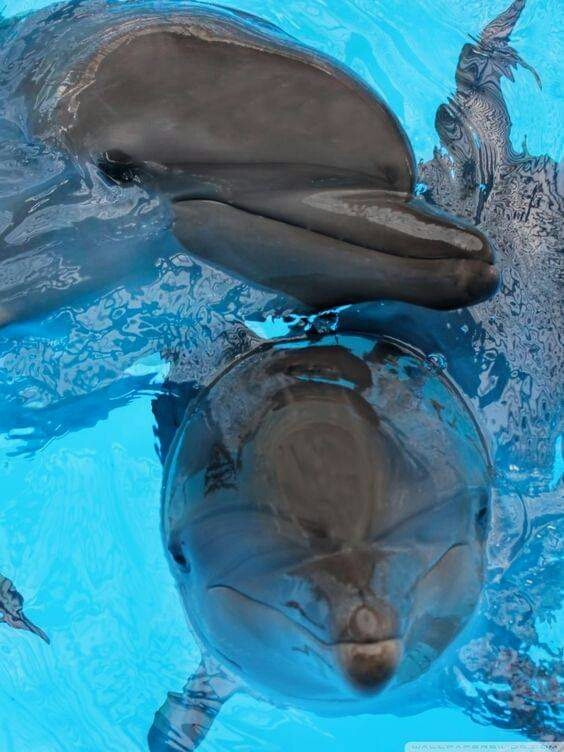 dolphins