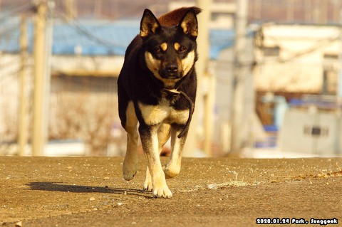 sfondi dog, mammal