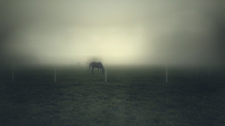 my biggest a horse
