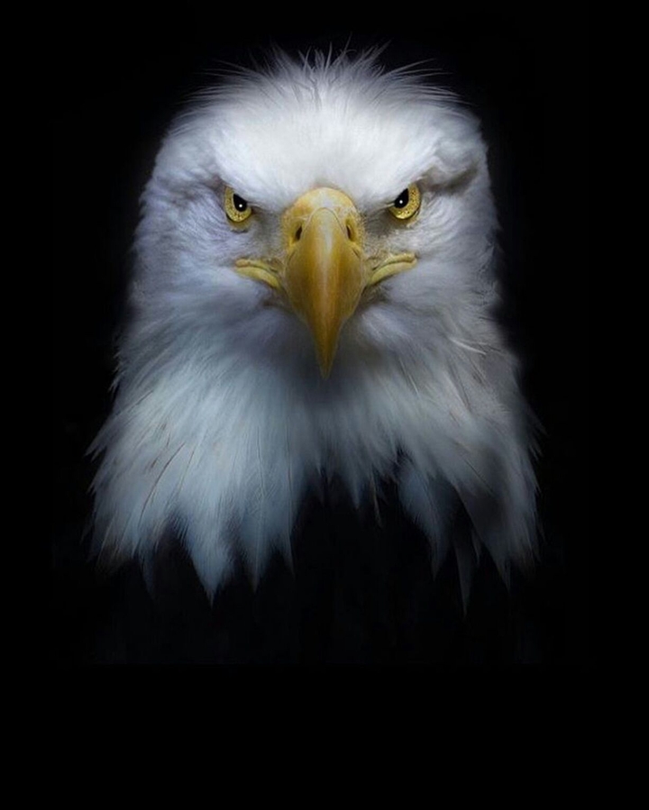 Nobility
