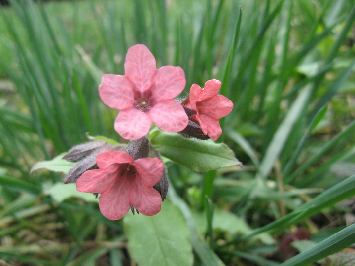 Pink flower
