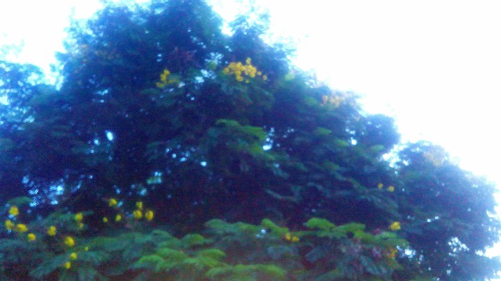 tree