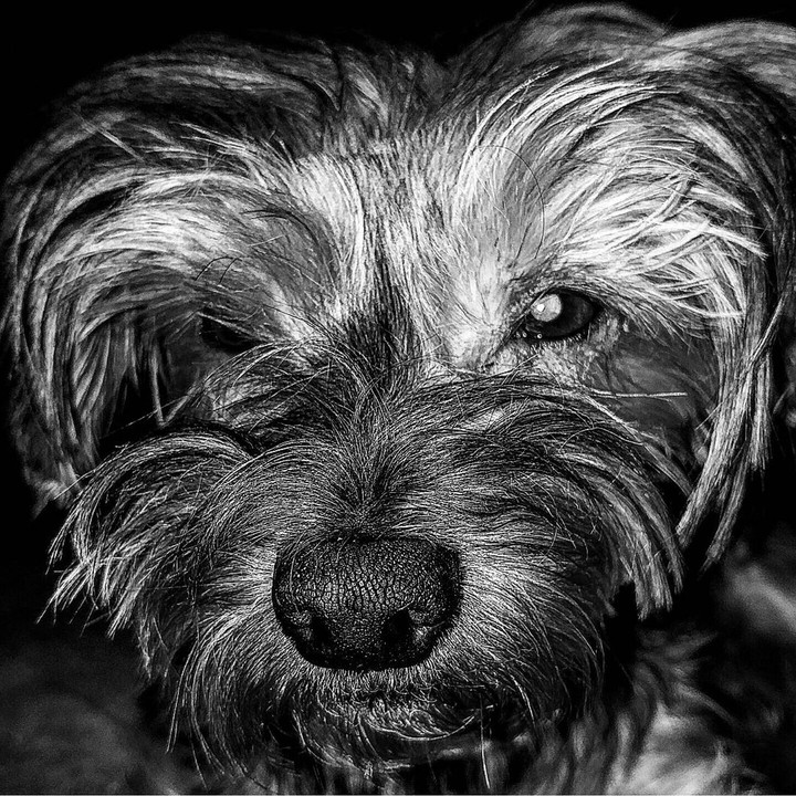 stella