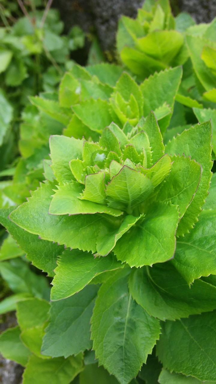 plant