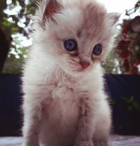 kitten