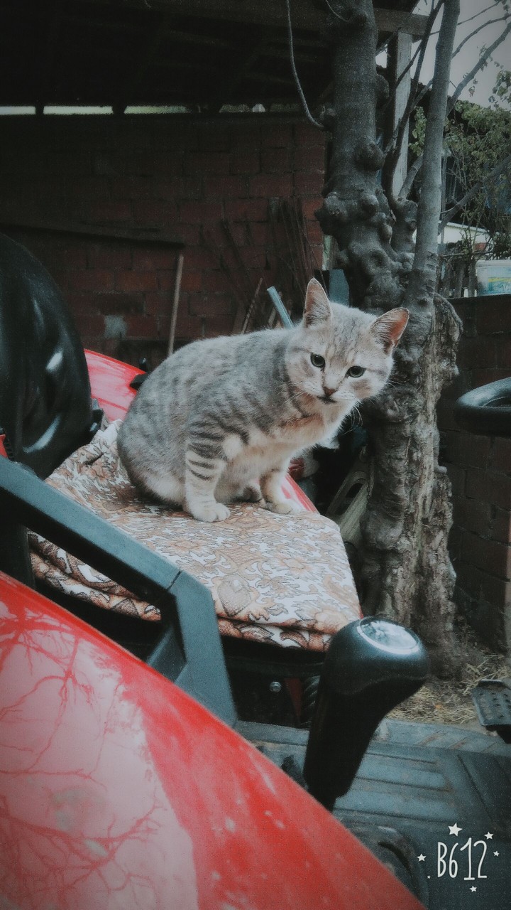 kedi