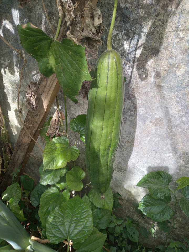 Mướp nhà bác