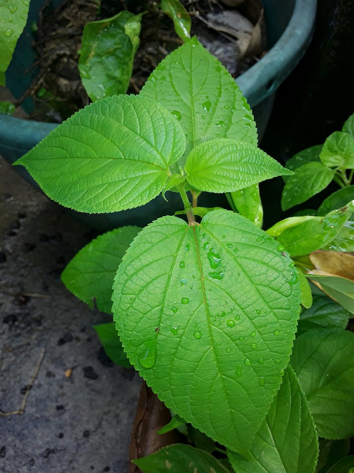 leafs
