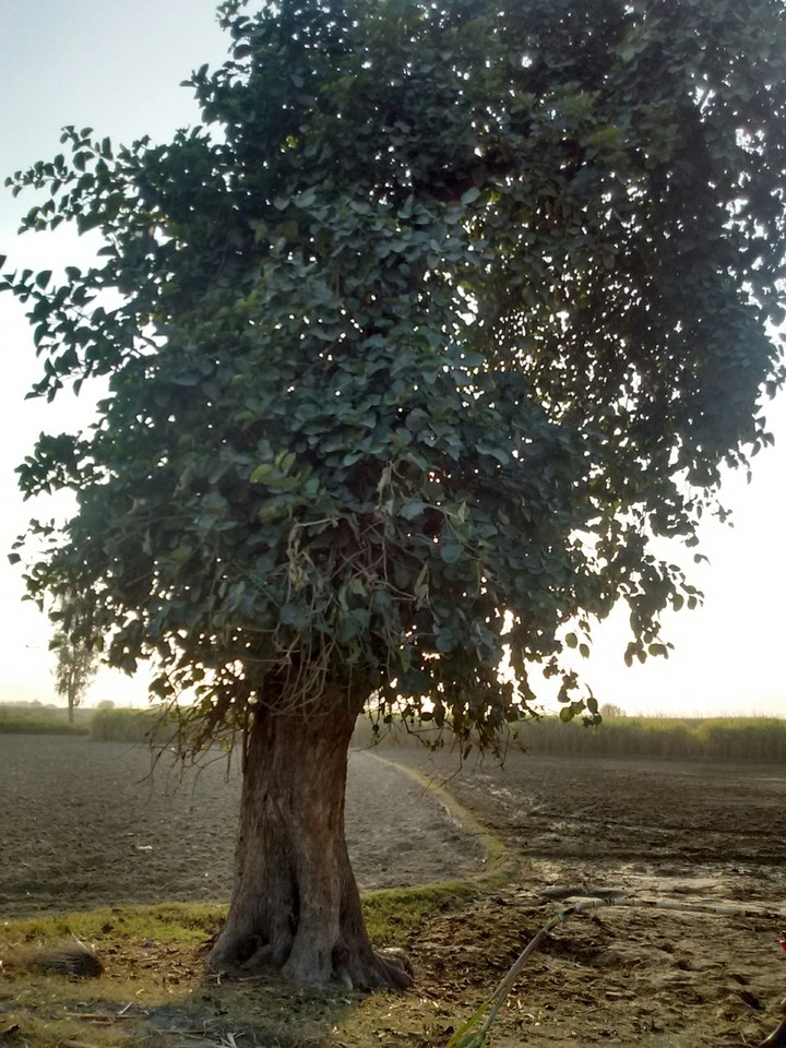labera tree , gangurra , uttar pradesh