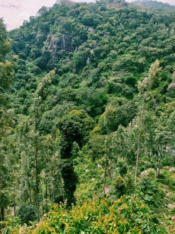 Forest
