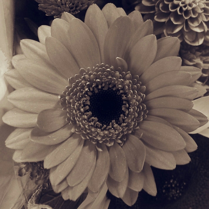 sepia