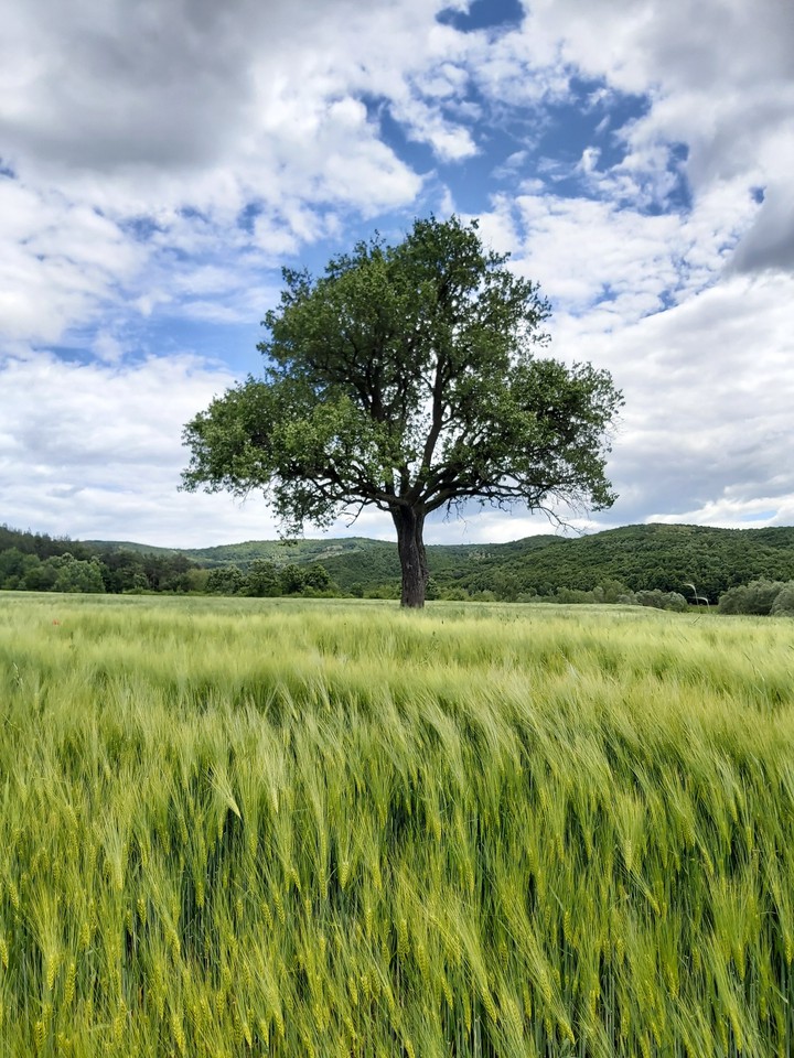 Salaj-Romania