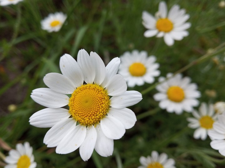 flowers