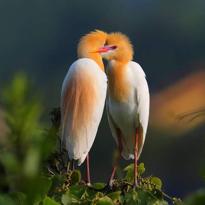 Birds