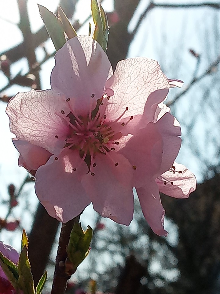 peach flower