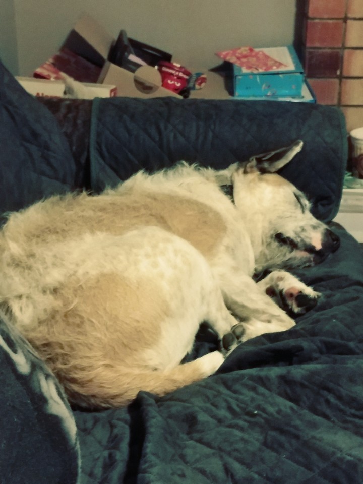 Wally 