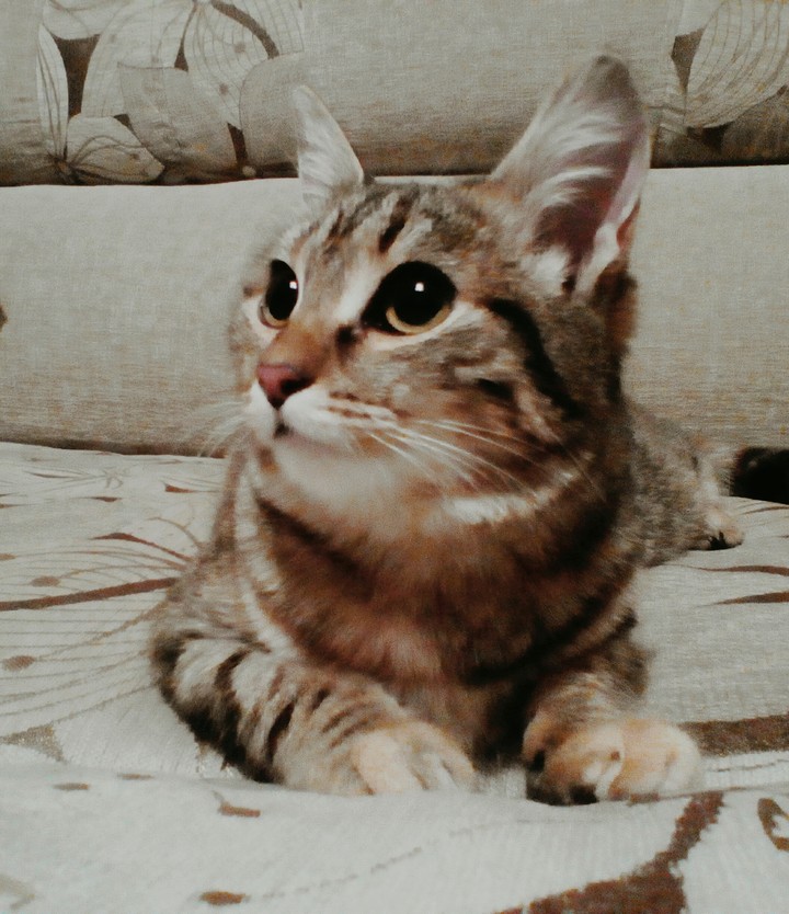 cat