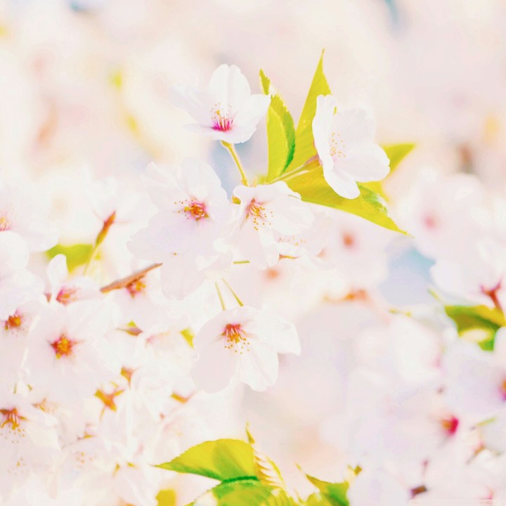 flowers♡