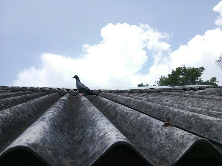 PIGEON