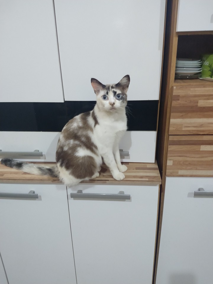 Arte de uma Cindy