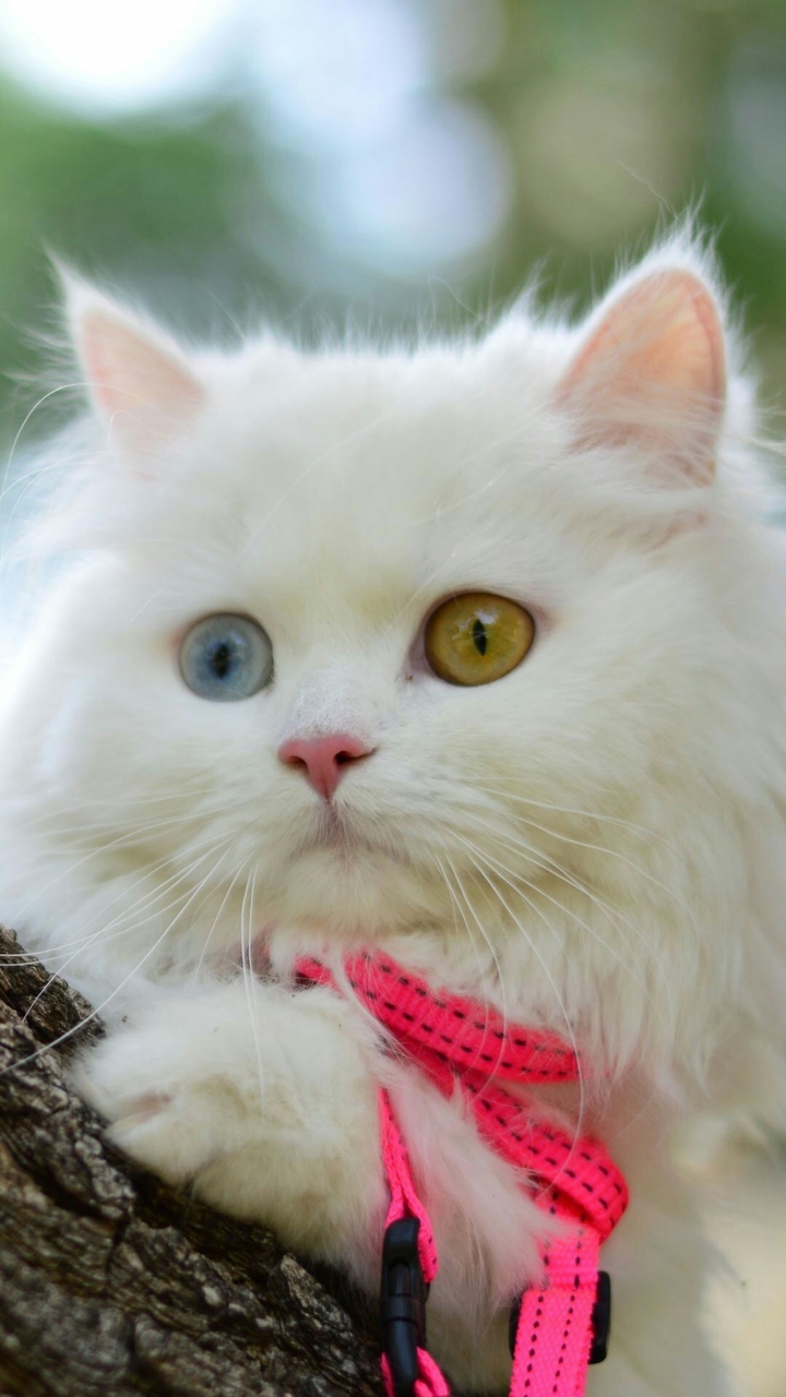 Cool kitty