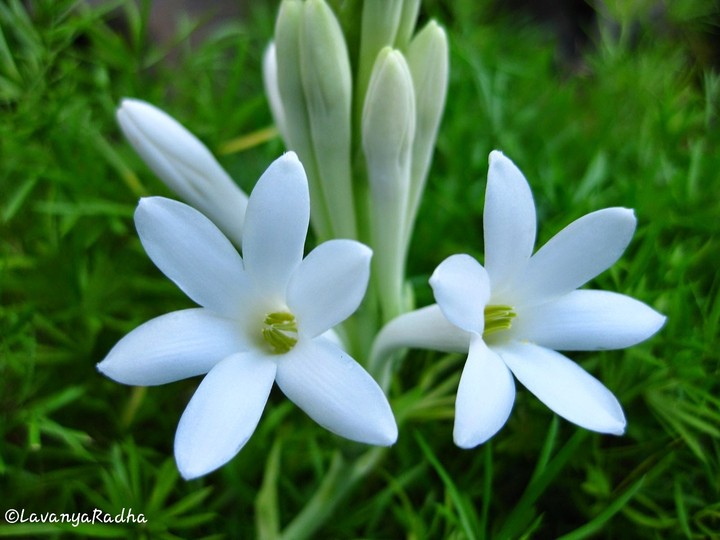 flower