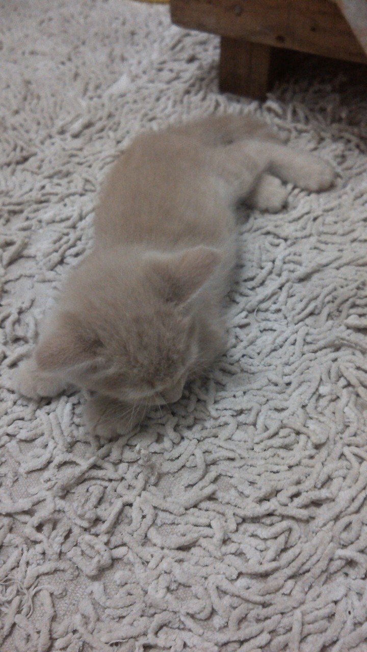 my cat