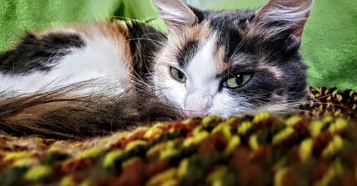 comfy cat
