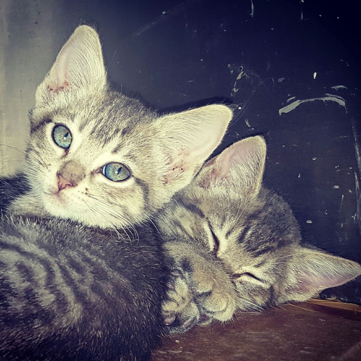 gatos