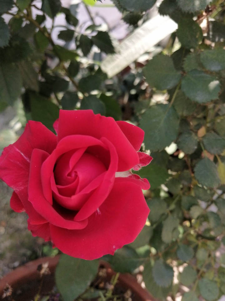 red rose