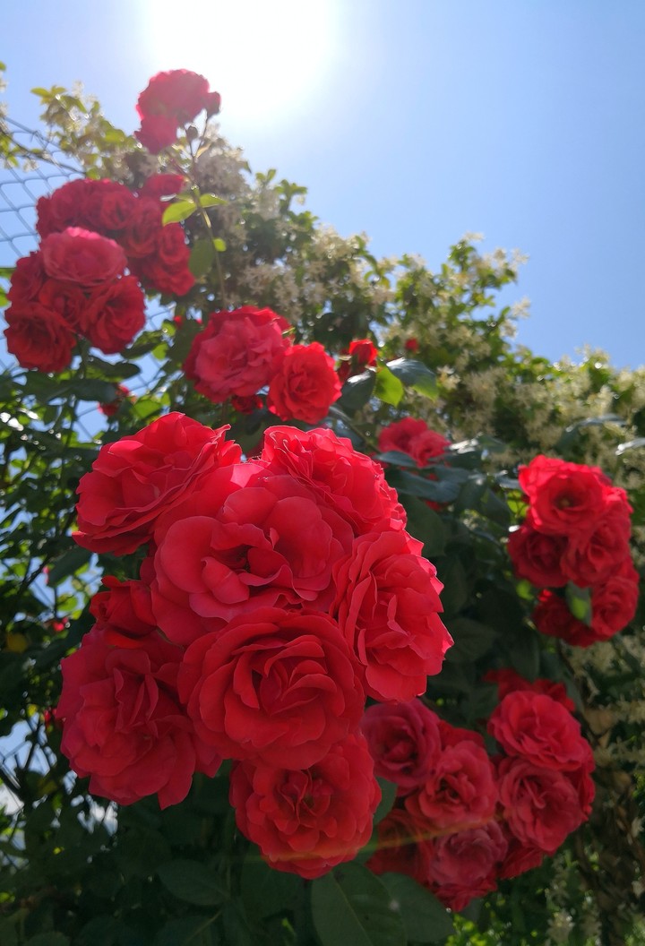 Rose rosse
