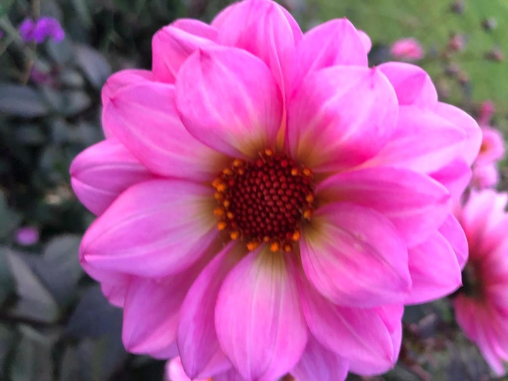 pink...