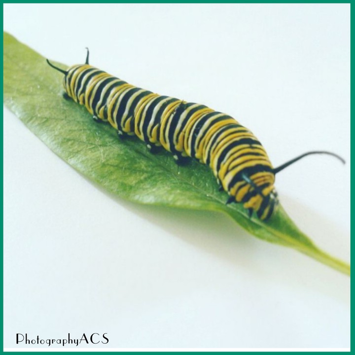 Caterpillar