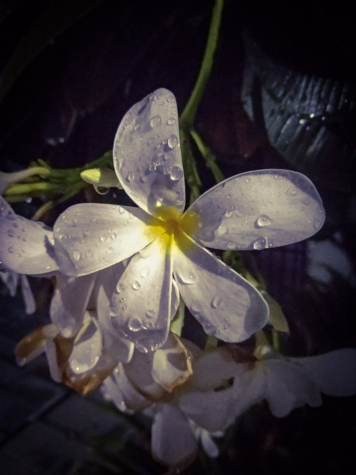 FLOWER