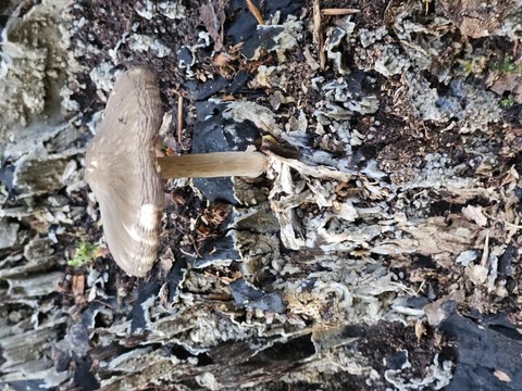 Leaf, Fungus, Nature