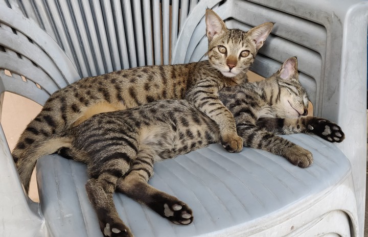 brothers from another mother