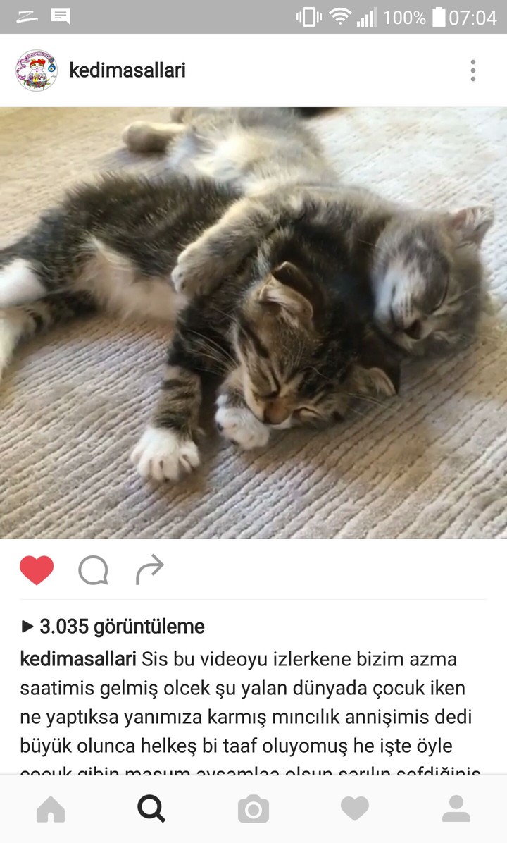 cat cute