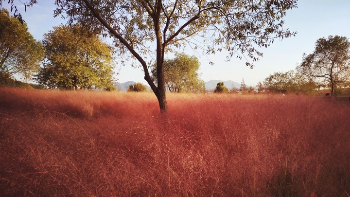 pink muhly